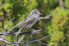 Gray Vireo